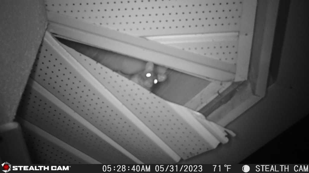 Rodent Control