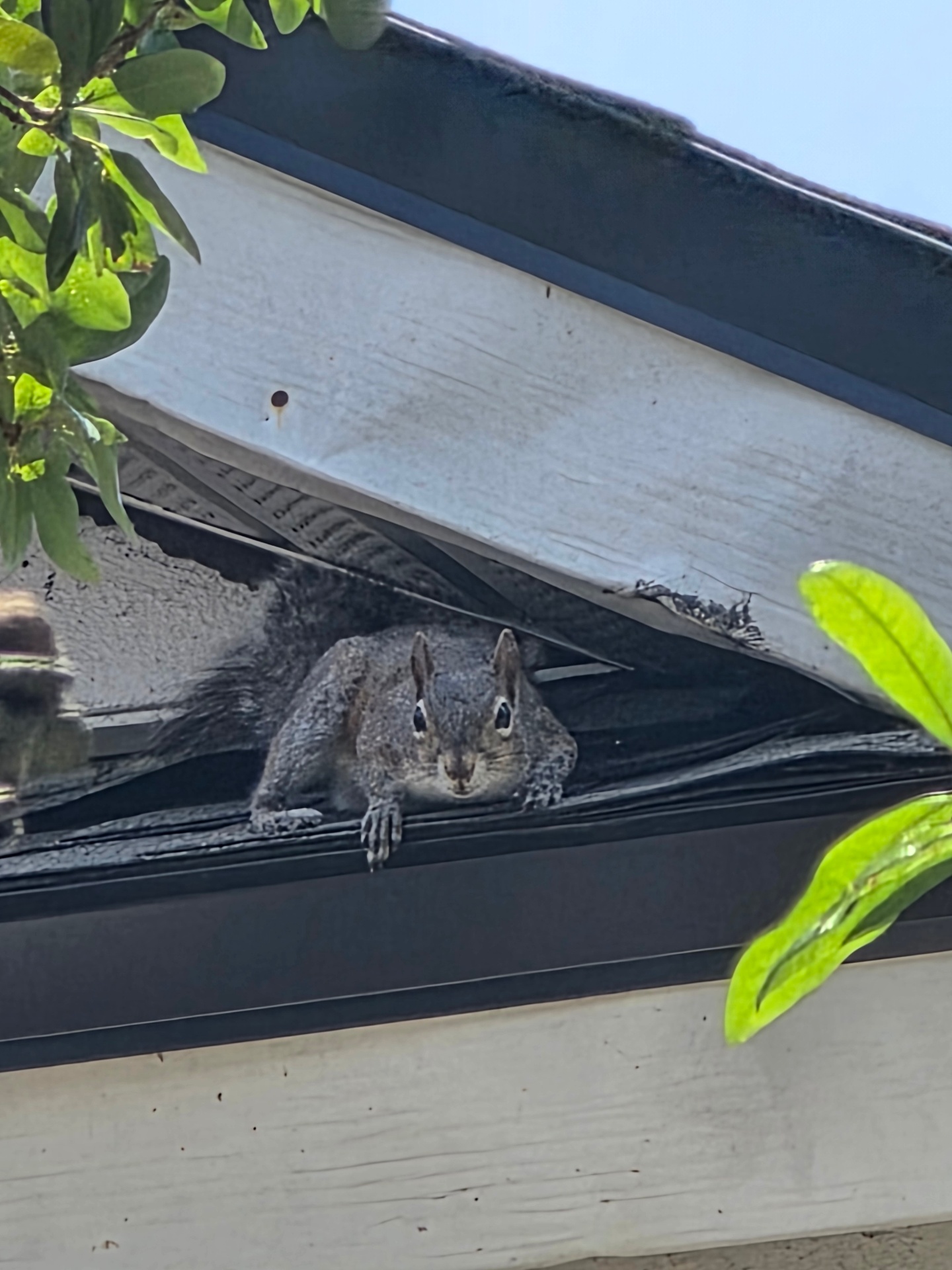 Squirrel Removal