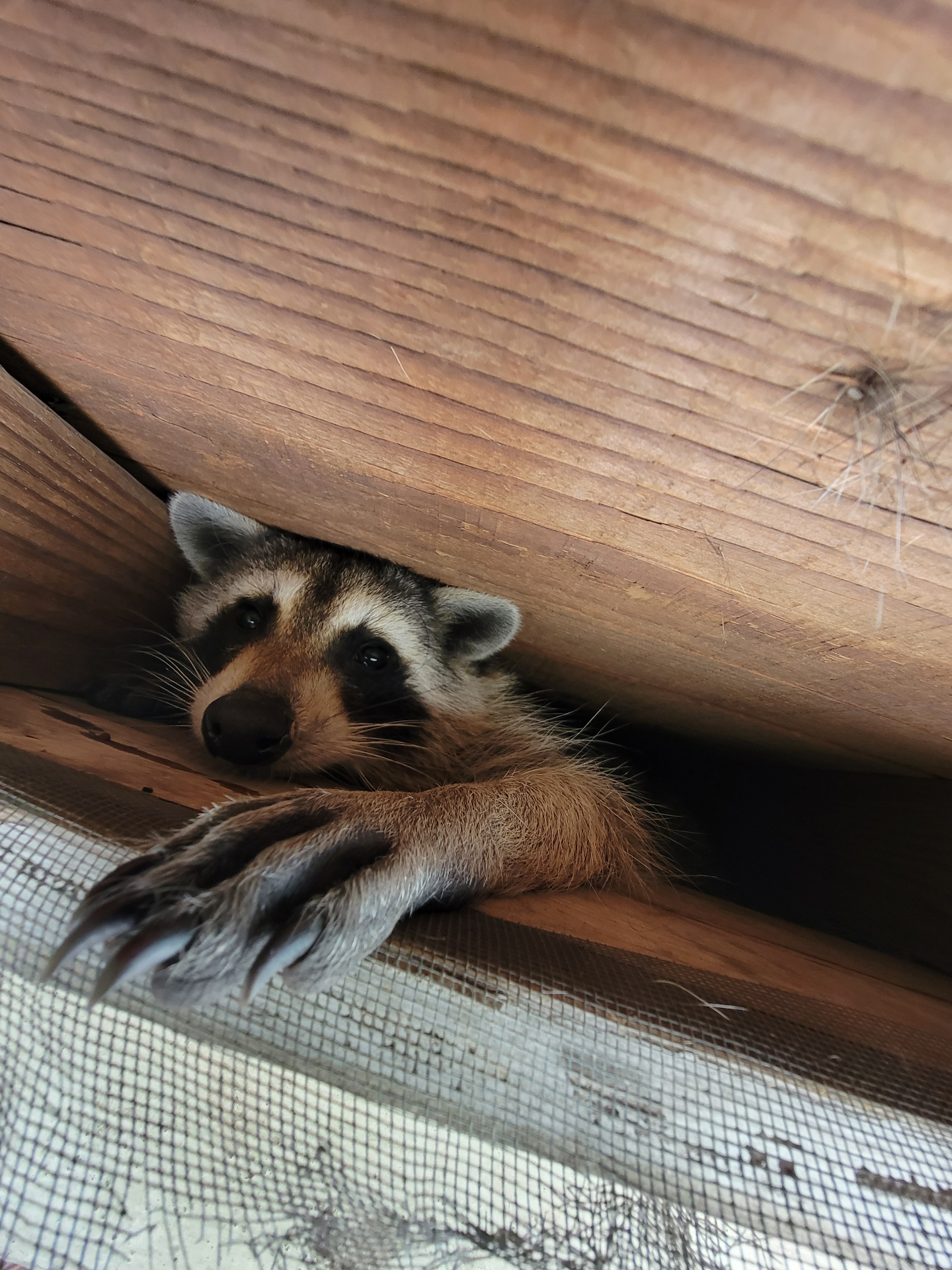 Raccoon Removal