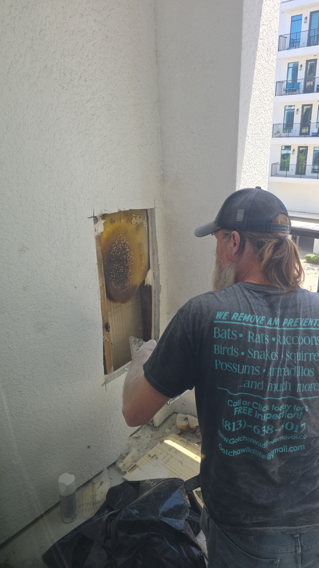 Honey Bee Removal