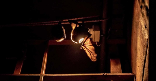 silhouette of a bat in an attic