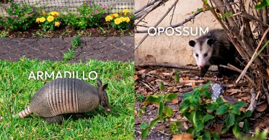 Armadillo and opossum photos side by side