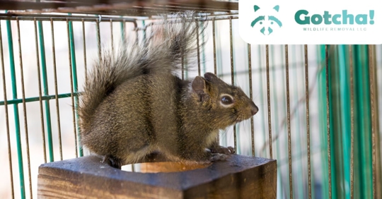 Squirrel trapped in cage
