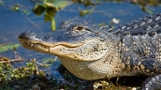 alligator wading in a swamp
