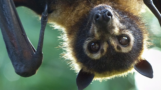 Close-up of a bat hanging upside down from a tree during sunset