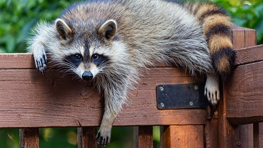 Raccoon lying across a wooden fence