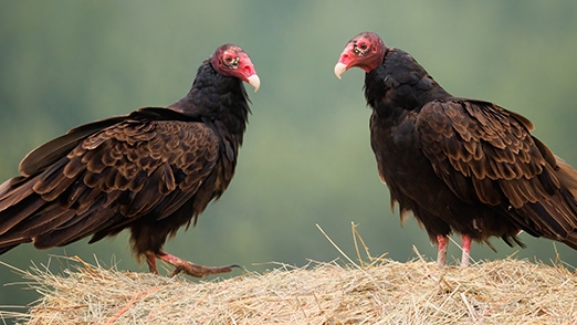 Two turkey vultures perched in a nest