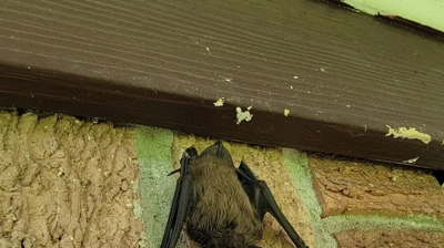 Gotcha Wildlife Removal Photo